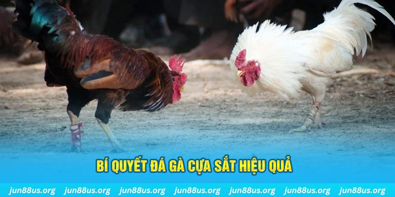 22hello88 đá gà cựa dao